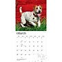 2027 BrownTrout Jack Russell Terriers 12" x 12" Monthly Wall Calendar (9798330714285)~#|#~sp320818445_sc7