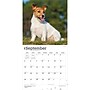2027 BrownTrout Jack Russell Terriers 12" x 12" Monthly Wall Calendar (9798330714285)~#|#~sp320818446_sc7