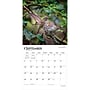 2027 BrownTrout Hummingbirds 12" x 12" Monthly Wall Calendar (9798330712069)~#|#~sp320818526_sc7