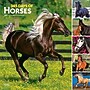 2027 BrownTrout 365 Days of Horses 12" x 12" Monthly Wall Calendar (9798330712007)~#|#~sp320818564_sc7