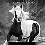 2027 BrownTrout The Noble Horse 12" x 12" Monthly Wall Calendar (9798330711994)~#|#~sp320818574_sc7