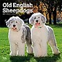 2027 BrownTrout Old English Sheepdogs 12" x 12" Monthly Wall Calendar (9798330714421)~#|#~sp320821319_sc7