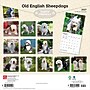 2027 BrownTrout Old English Sheepdogs 12" x 12" Monthly Wall Calendar (9798330714421)~#|#~sp320821321_sc7