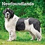 2027 BrownTrout Newfoundlands 12" x 12" Monthly Wall Calendar (9798330712588)~#|#~sp320824301_sc7
