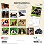 2027 BrownTrout Newfoundlands 12" x 12" Monthly Wall Calendar (9798330712588)~#|#~sp320824302_sc7