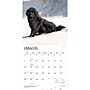 2027 BrownTrout Newfoundlands 12" x 12" Monthly Wall Calendar (9798330712588)~#|#~sp320824304_sc7