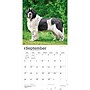 2027 BrownTrout Newfoundlands 12" x 12" Monthly Wall Calendar (9798330712588)~#|#~sp320824305_sc7