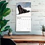 2027 BrownTrout Newfoundlands 12" x 12" Monthly Wall Calendar (9798330712588)~#|#~sp320824325_sc7