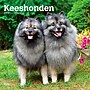 2027 BrownTrout Keeshonden 12" x 12" Monthly Wall Calendar (9798330714308)~#|#~sp320824830_sc7