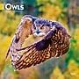 2027 BrownTrout Owls 12" x 12" Monthly Wall Calendar (9798330712090)~#|#~sp320829084_sc7