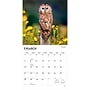 2027 BrownTrout Owls 12" x 12" Monthly Wall Calendar (9798330712090)~#|#~sp320829094_sc7
