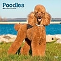 2027 BrownTrout Poodles 12" x 12" Monthly Wall Calendar (9798330712595)~#|#~sp320830260_sc7