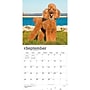 2027 BrownTrout Poodles 12" x 12" Monthly Wall Calendar (9798330712595)~#|#~sp320830271_sc7