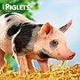 2027 BrownTrout Piglets 12" x 12" Monthly Wall Calendar (9798330711932)~#|#~sp320830935_sc7