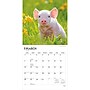 2027 BrownTrout Piglets 12" x 12" Monthly Wall Calendar (9798330711932)~#|#~sp320830938_sc7