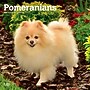 2027 BrownTrout Pomeranians 12" x 12" Monthly Wall Calendar (9798330714445)~#|#~sp320831079_sc7