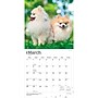 2027 BrownTrout Pomeranians 12" x 12" Monthly Wall Calendar (9798330714445)~#|#~sp320831081_sc7
