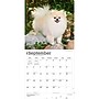2027 BrownTrout Pomeranians 12" x 12" Monthly Wall Calendar (9798330714445)~#|#~sp320831105_sc7