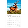 2027 BrownTrout Monster Bucks 12" x 12" Monthly Wall Calendar (9798330712083)~#|#~sp320835527_sc7