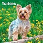 2027 BrownTrout Yorkshire Terriers 12" x 12" Monthly Wall Calendar (9798330712731)~#|#~sp320845783_sc7