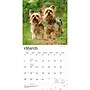 2027 BrownTrout Yorkshire Terriers 12" x 12" Monthly Wall Calendar (9798330712731)~#|#~sp320845785_sc7