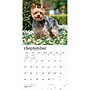 2027 BrownTrout Yorkshire Terriers 12" x 12" Monthly Wall Calendar (9798330712731)~#|#~sp320845786_sc7
