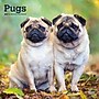 2027 BrownTrout Pugs 12" x 12" Monthly Wall Calendar (9798330712601)~#|#~sp320848283_sc7