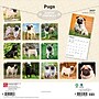 2027 BrownTrout Pugs 12" x 12" Monthly Wall Calendar (9798330712601)~#|#~sp320848284_sc7