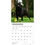 2027 BrownTrout Pugs 12" x 12" Monthly Wall Calendar (9798330712601)~#|#~sp320848286_sc7