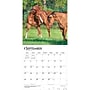 2027 BrownTrout Quarter Horses 12" x 12" Monthly Wall Calendar (9798330712014)~#|#~sp320849347_sc7