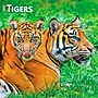2027 BrownTrout Tigers 12" x 12" Monthly Wall Calendar (9798330712120)~#|#~sp320849976_sc7