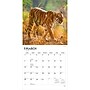 2027 BrownTrout Tigers 12" x 12" Monthly Wall Calendar (9798330712120)~#|#~sp320849985_sc7