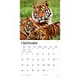 2027 BrownTrout Tigers 12" x 12" Monthly Wall Calendar (9798330712120)~#|#~sp320849987_sc7