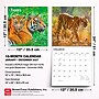 2027 BrownTrout Tigers 12" x 12" Monthly Wall Calendar (9798330712120)~#|#~sp320849994_sc7