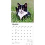 2027 BrownTrout Tuxedo Cats 12" x 12" Monthly Wall Calendar (9798330711826)~#|#~sp320851066_sc7