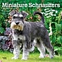 2027 BrownTrout Miniature Schnauzers 12" x 12" Monthly Wall Calendar (9798330712656)~#|#~sp320855557_sc7