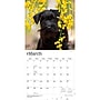 2027 BrownTrout Miniature Schnauzers 12" x 12" Monthly Wall Calendar (9798330712656)~#|#~sp320855565_sc7