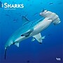 2027 BrownTrout Sharks 12" x 12" Monthly Wall Calendar (9798330712106)~#|#~sp320855762_sc7
