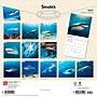 2027 BrownTrout Sharks 12" x 12" Monthly Wall Calendar (9798330712106)~#|#~sp320855763_sc7