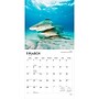 2027 BrownTrout Sharks 12" x 12" Monthly Wall Calendar (9798330712106)~#|#~sp320855764_sc7