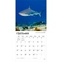 2027 BrownTrout Sharks 12" x 12" Monthly Wall Calendar (9798330712106)~#|#~sp320855765_sc7