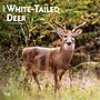 2027 BrownTrout White Tailed Deer 12" x 12" Monthly Wall Calendar (9798330712137)~#|#~sp320855882_sc7