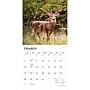 2027 BrownTrout White Tailed Deer 12" x 12" Monthly Wall Calendar (9798330712137)~#|#~sp320855922_sc7