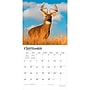 2027 BrownTrout White Tailed Deer 12" x 12" Monthly Wall Calendar (9798330712137)~#|#~sp320855923_sc7
