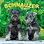 2027 BrownTrout Schnauzer Puppies 12" x 12" Monthly Wall Calendar (9798330714490)~#|#~sp320856117_sc7