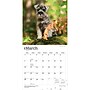 2027 BrownTrout Schnauzer Puppies 12" x 12" Monthly Wall Calendar (9798330714490)~#|#~sp320856119_sc7