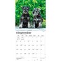 2027 BrownTrout Schnauzer Puppies 12" x 12" Monthly Wall Calendar (9798330714490)~#|#~sp320856120_sc7