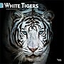 2027 BrownTrout White Tigers 12" x 12" Monthly Wall Calendar (9798330712144)~#|#~sp320856184_sc7