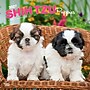 2027 BrownTrout Shih Tzu Puppies 12" x 12" Monthly Wall Calendar (9798330712687)~#|#~sp320857151_sc7