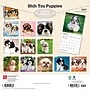 2027 BrownTrout Shih Tzu Puppies 12" x 12" Monthly Wall Calendar (9798330712687)~#|#~sp320857152_sc7
